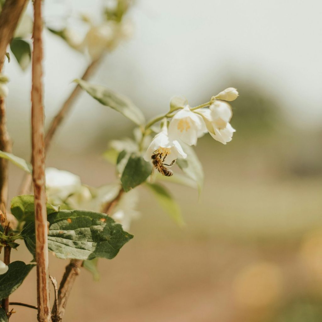 bourgeons
